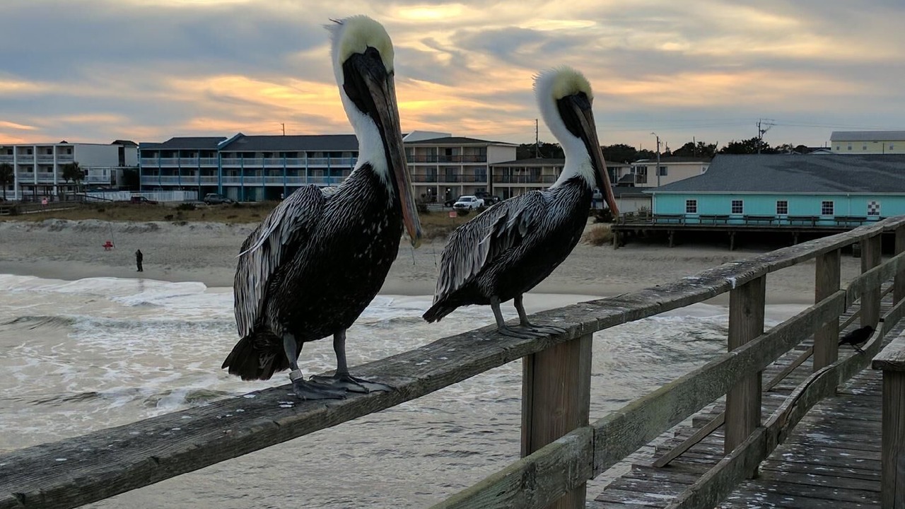 Photo of Others in Kure Beach