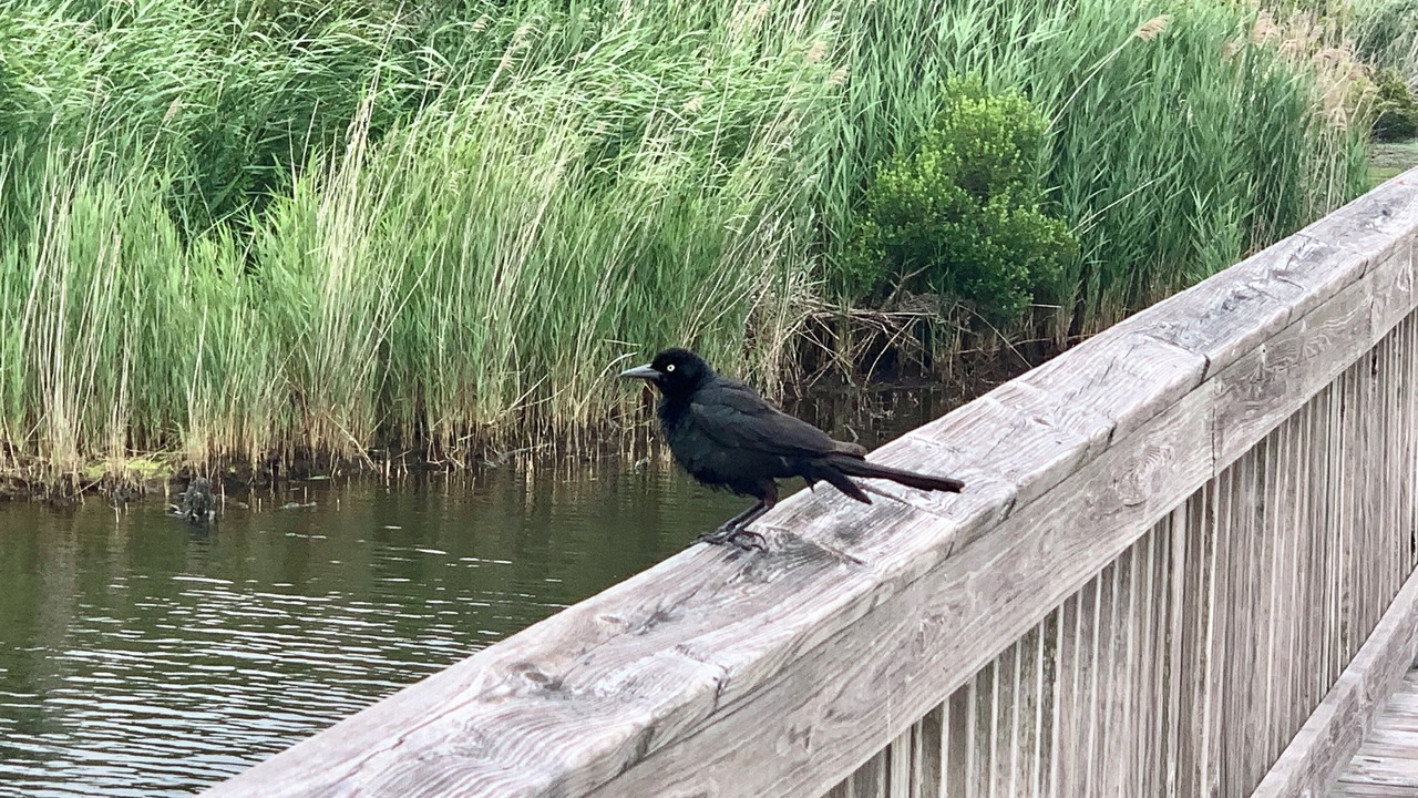 Photo of Others in Duck