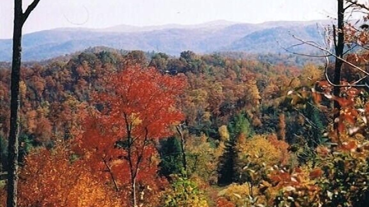 Photo of Others in Pisgah Forest