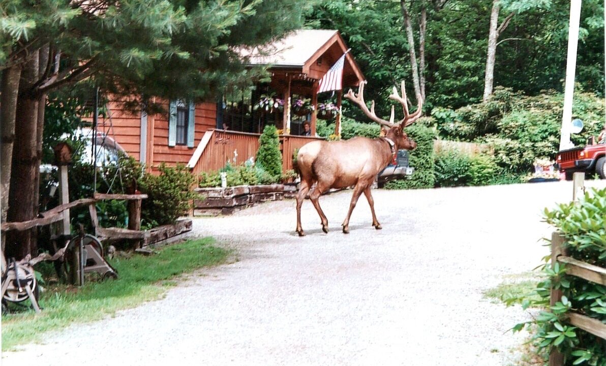 Photo of Others in Maggie Valley