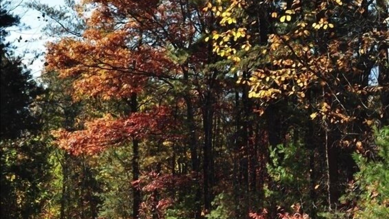 Photo of Others in Black Mountain