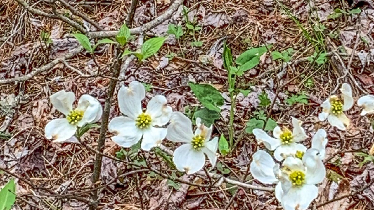 Photo of Outdoor in Grassy Creek