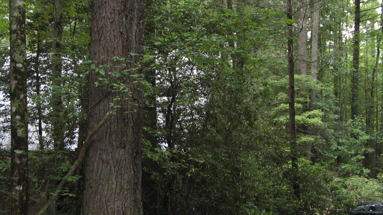 Photo of Others in Cashiers