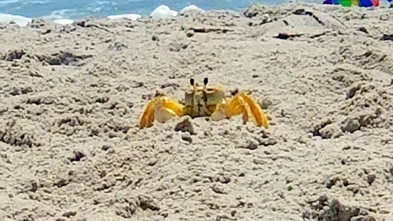 Photo of Others in North Topsail Beach