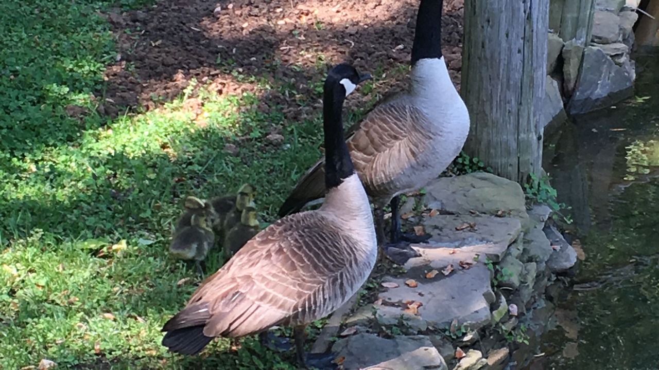 Photo of Others in Lake Norman of Catawba