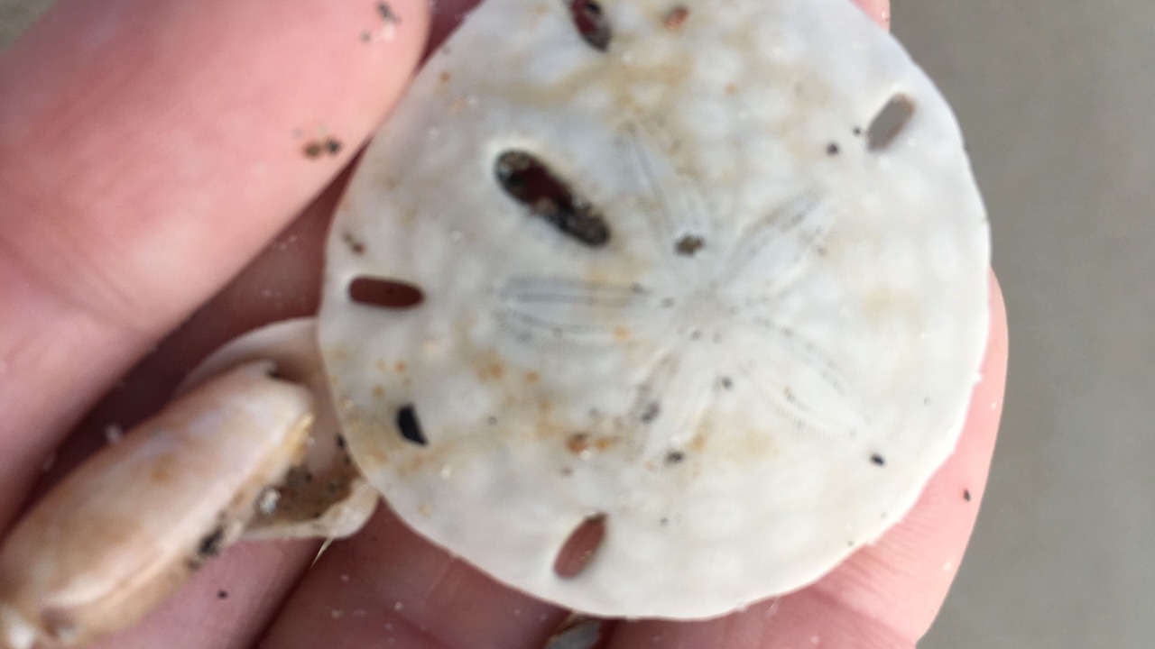 Photo of Others in Holden Beach