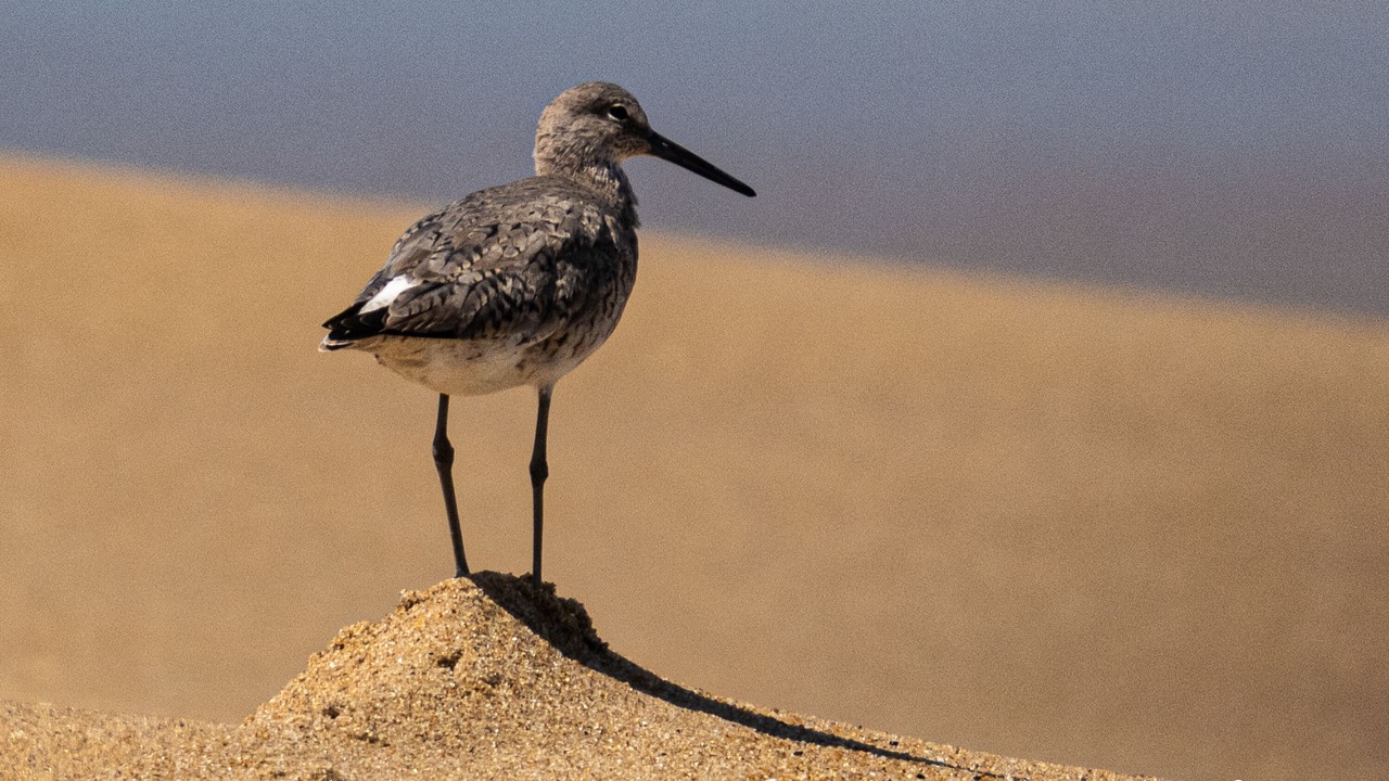 Photo of Others in Southern Shores
