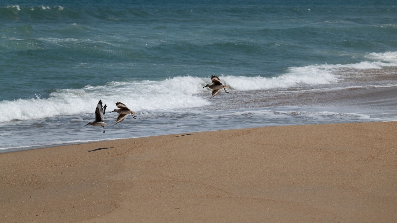 Photo of Others in Southern Shores