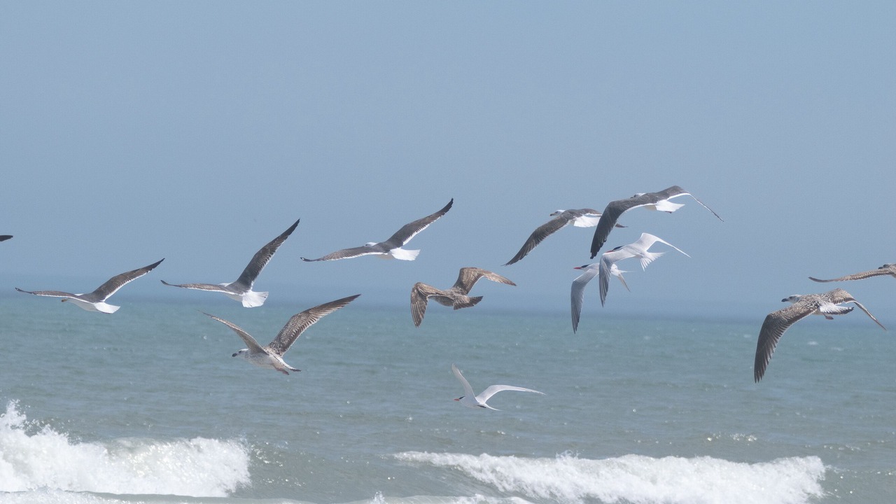 Photo of Others in Southern Shores