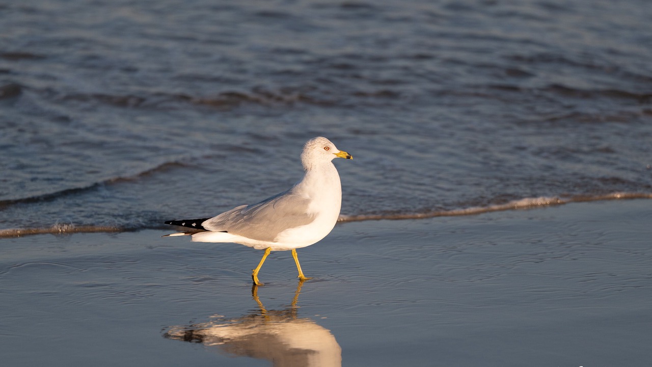 Photo of Others in Southern Shores