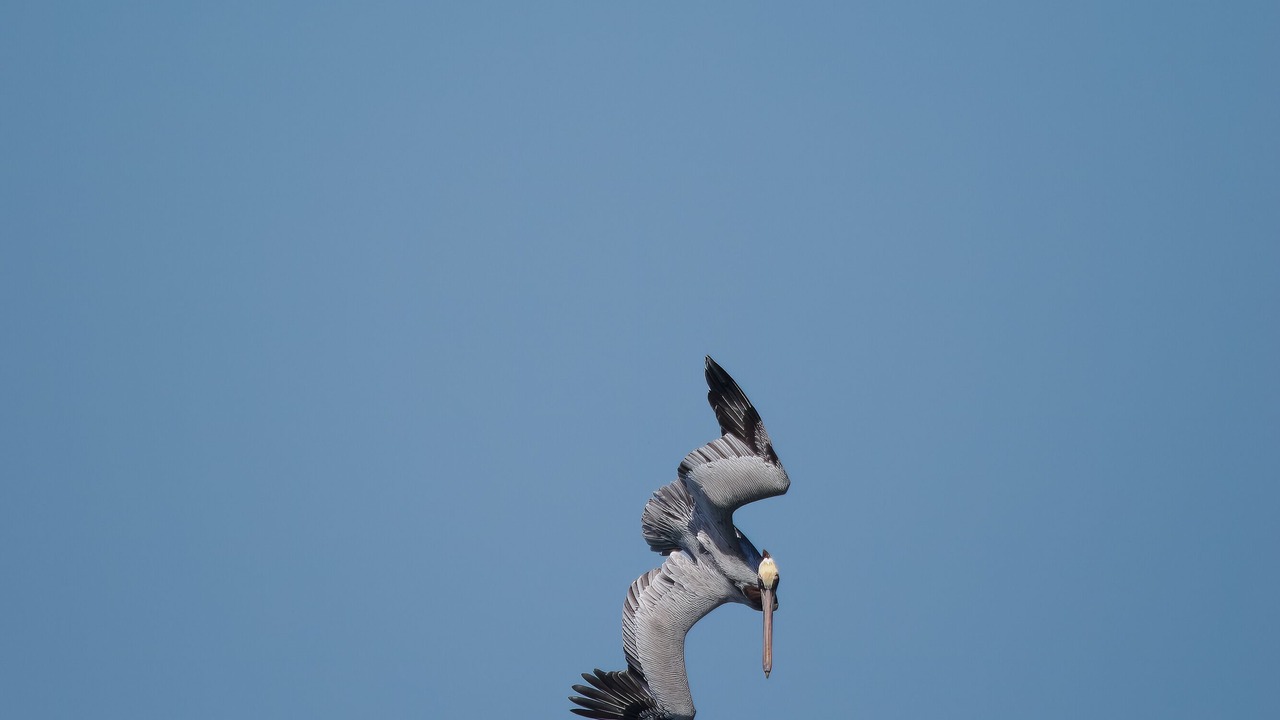 Photo of Others in Southern Shores