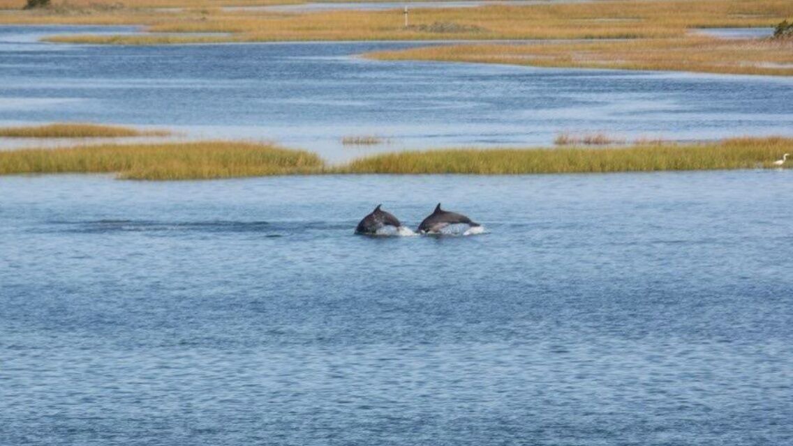 Photo of Others in Topsail Beach