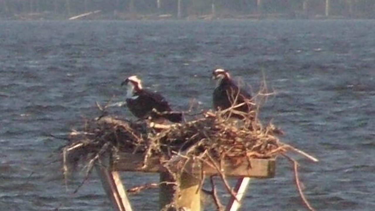 Photo of Outdoor in Belhaven