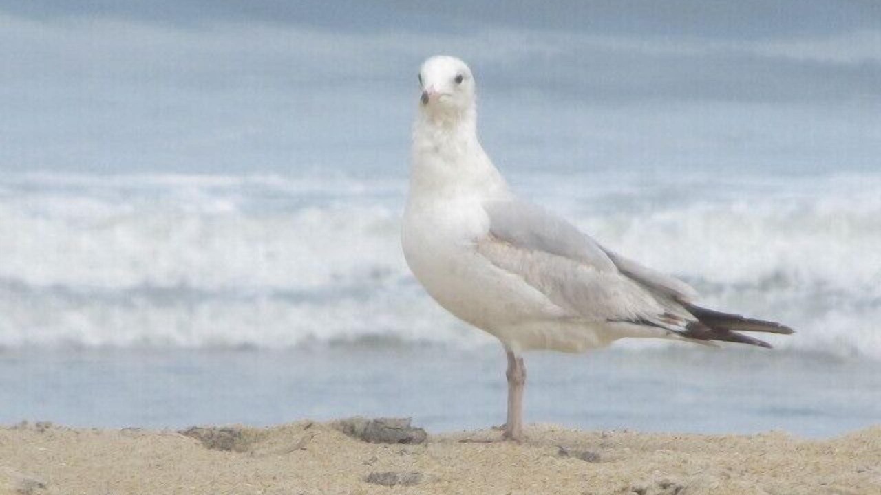 Photo of Others in Rodanthe