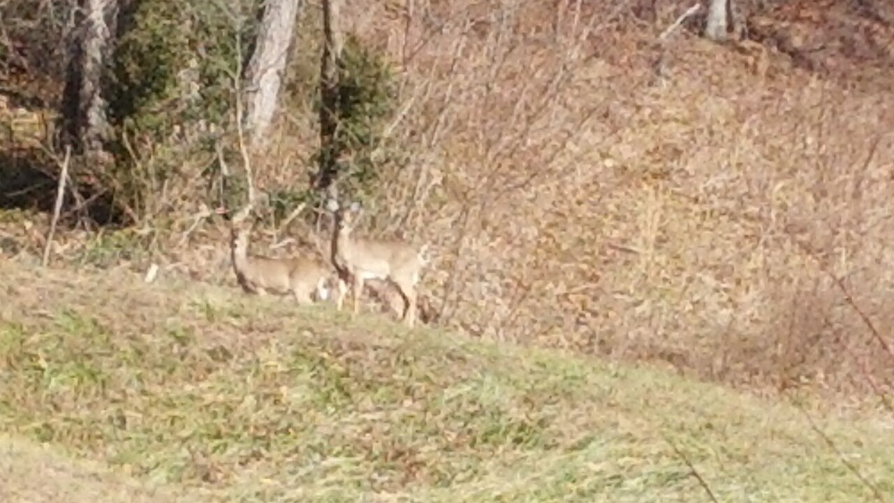 Photo of Others in Spruce Pine