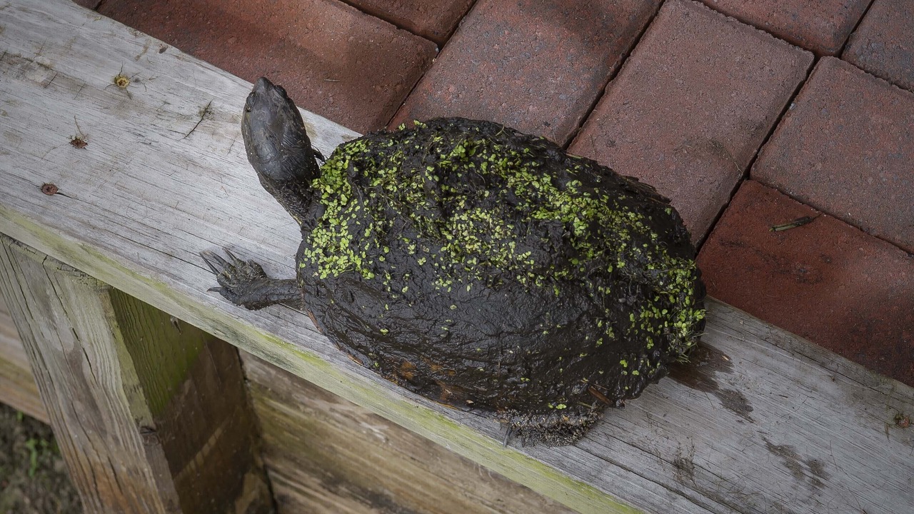 Photo of Others in Kill Devil Hills