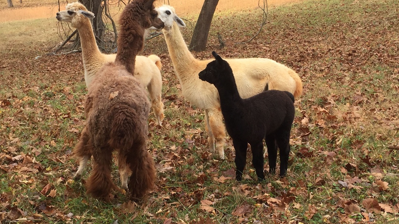 Photo of Others in Weaverville