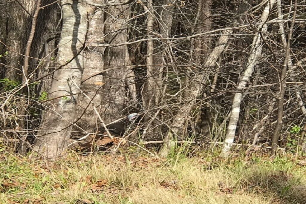 Photo of Others in Lake Lure