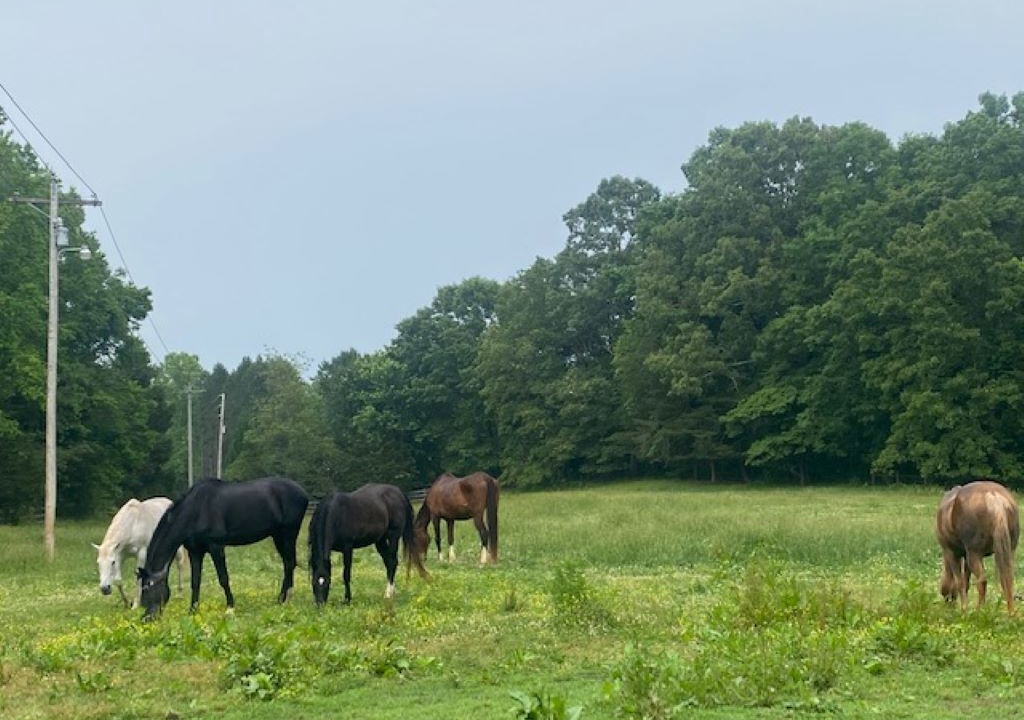 Photo of Others in Forest City
