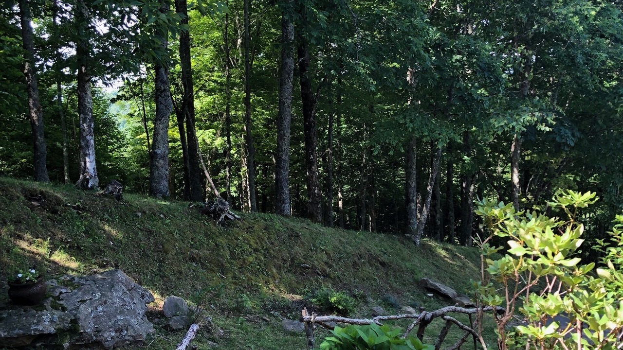 Photo of Outdoor in Wolf Laurel