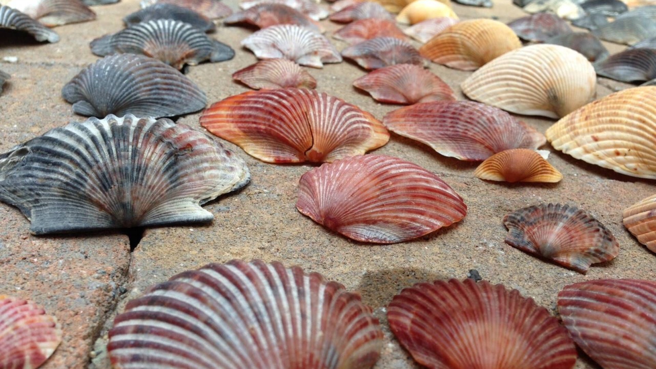 Photo of Others in Kure Beach