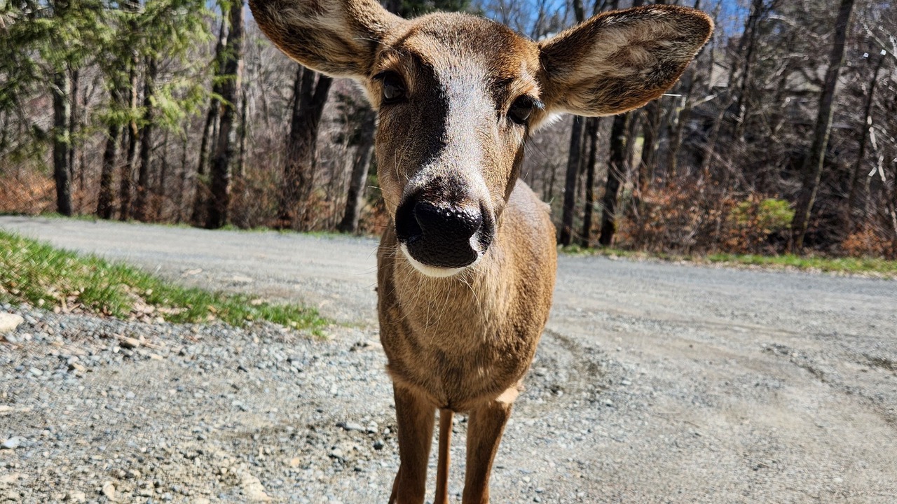 Photo of Others in Beech Mountain