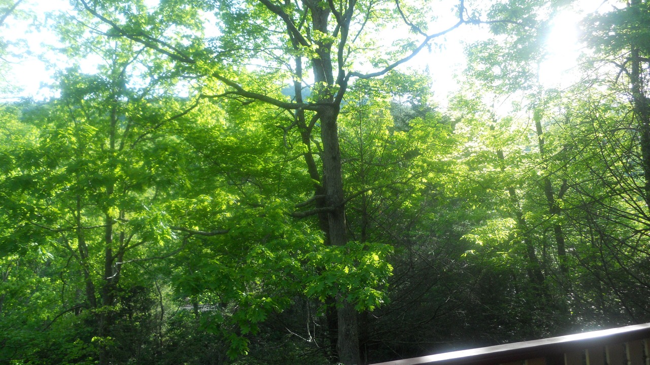 Photo of Patio Balcony in Burnsville