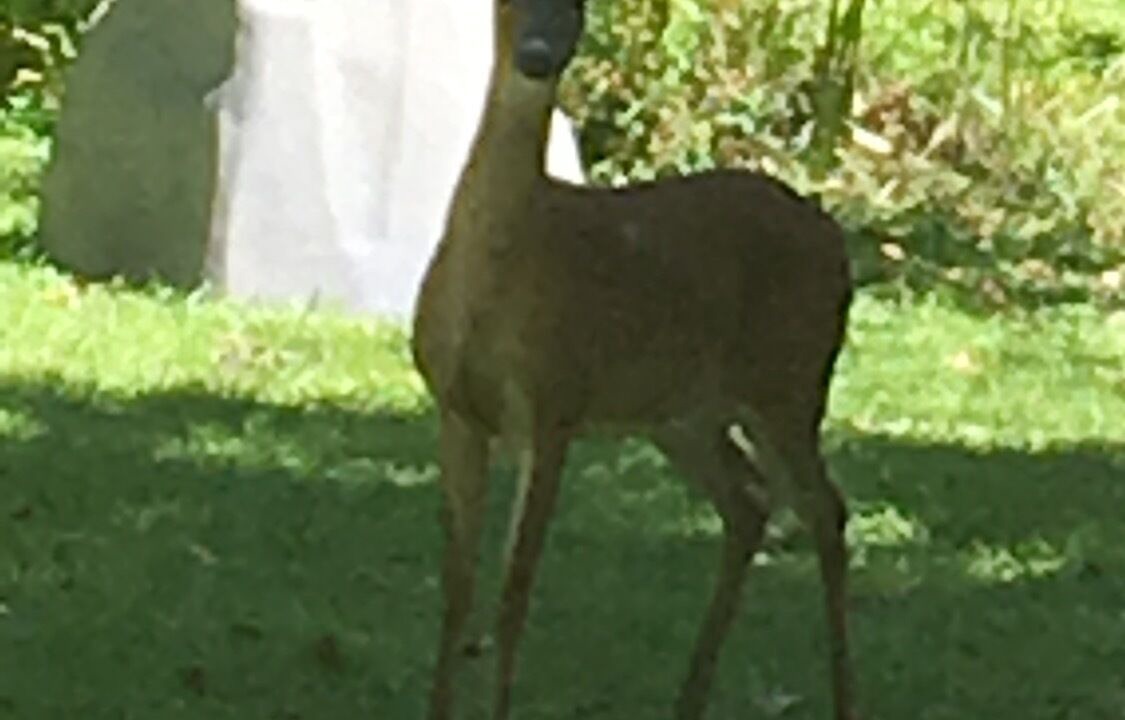 Photo of Outdoor in Spruce Pine