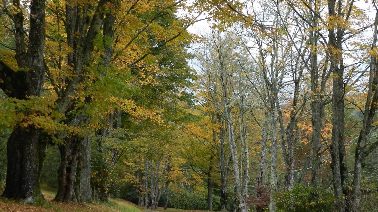 Photo of Outdoor in Blowing Rock