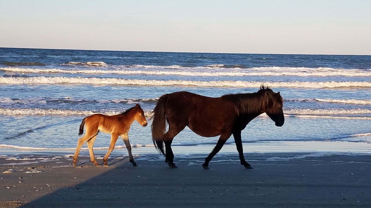 Photo of Others in Carova Beach