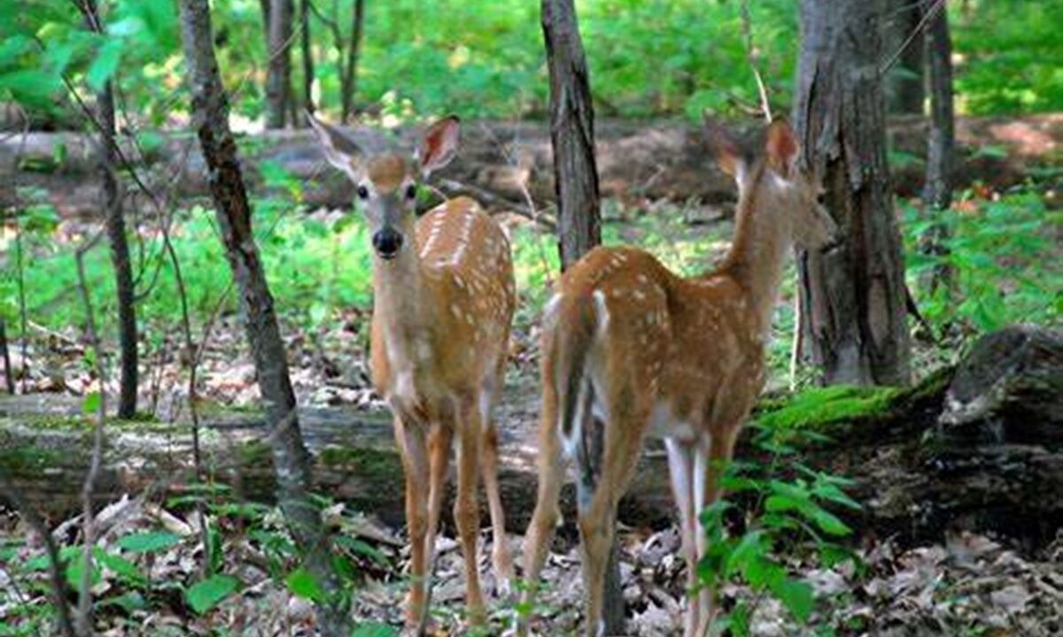 Photo of Others in Lake Lure