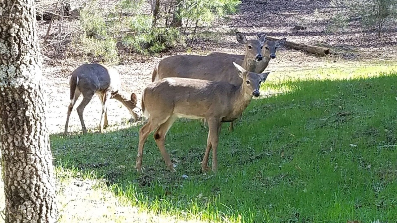 Photo of Others in Lake Lure