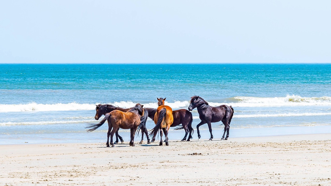 Photo of Others in Carova Beach