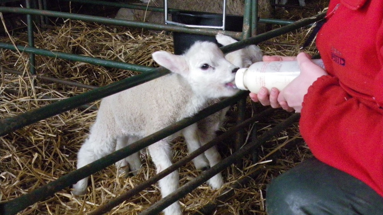 Photo of Others in Whitland