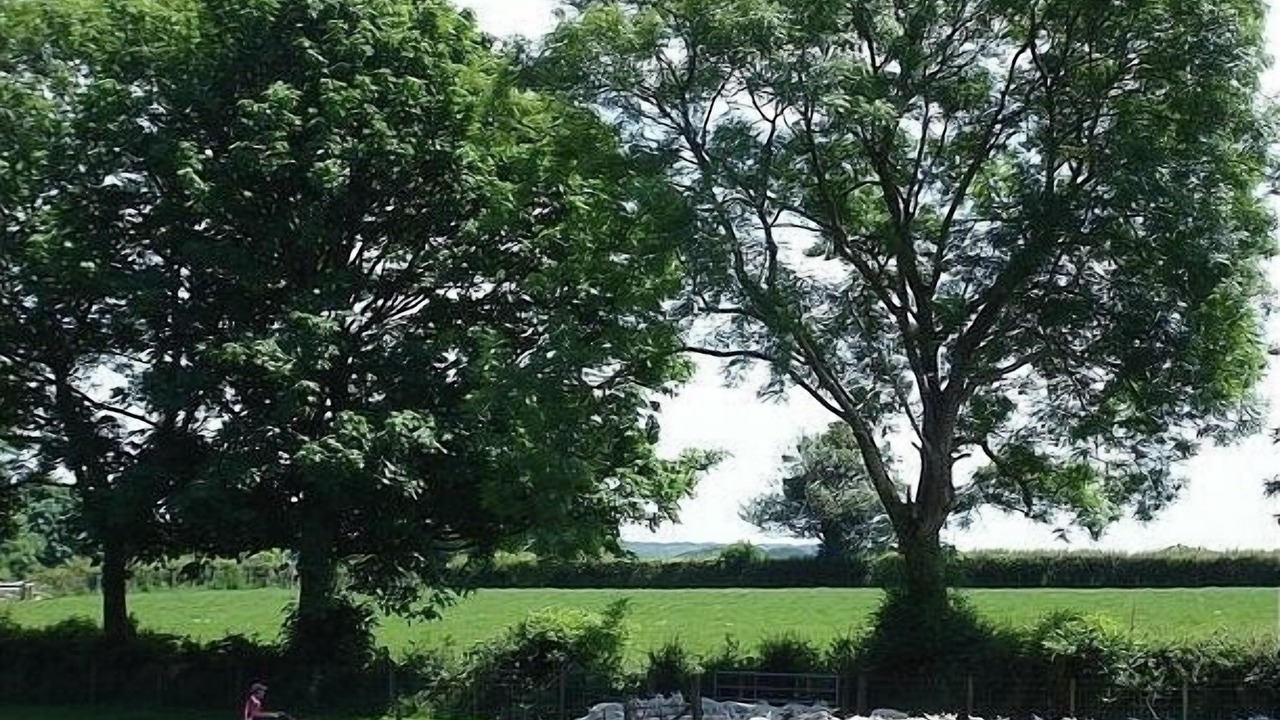 Photo of Others in Whitland