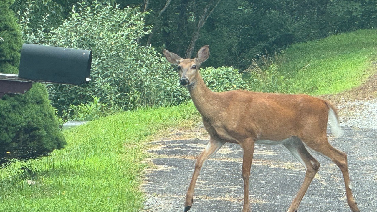 Photo of Others in Grassy Creek