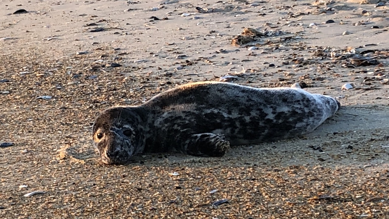 Photo of Others in Sea Retreat
