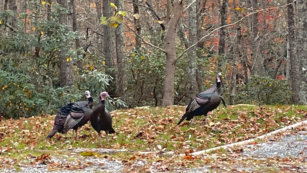 Photo of Others in Hendersonville