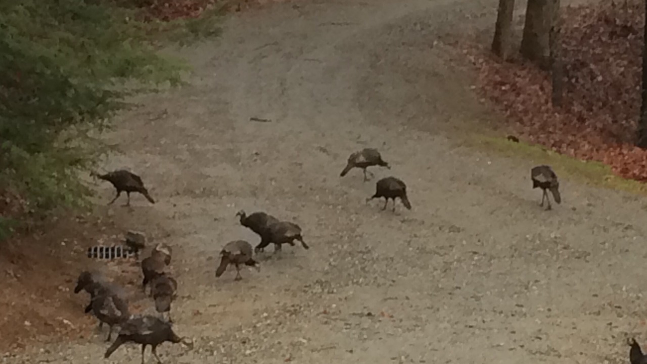 Photo of Others in Hendersonville