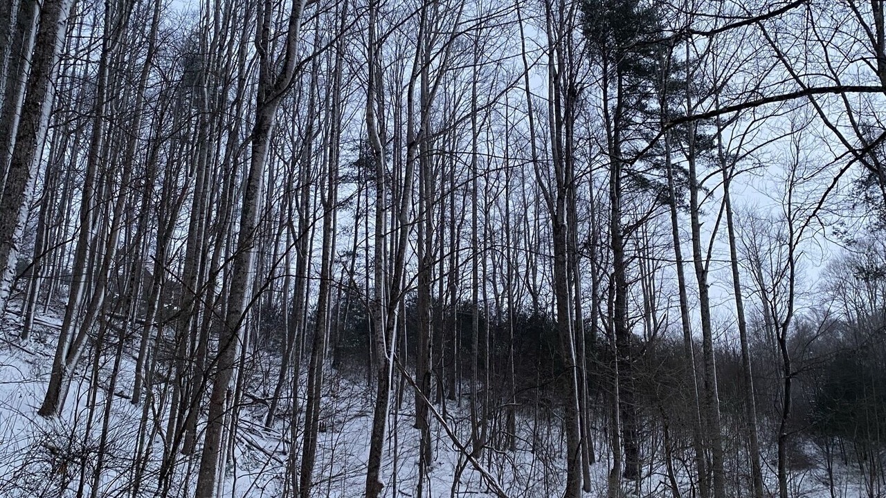 Photo of Others in Boone