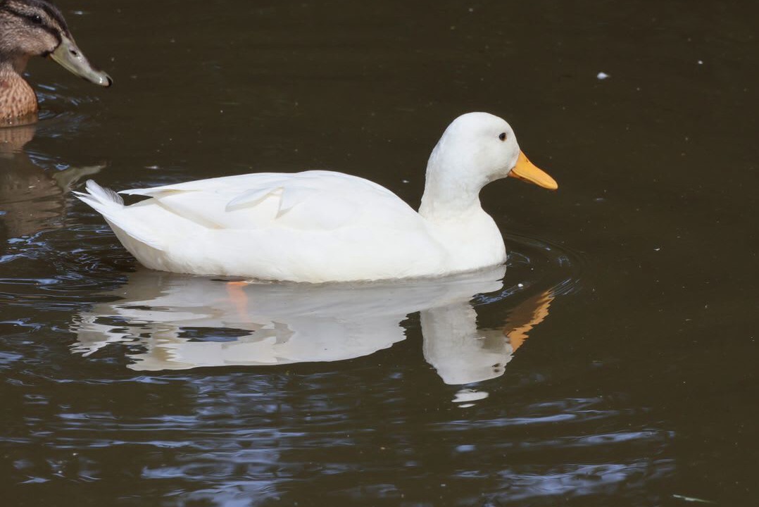 Photo of Others in Saltburn-by-the-Sea