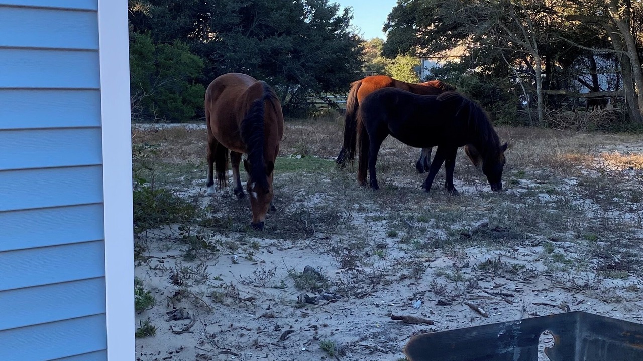Photo of Others in Carova Beach
