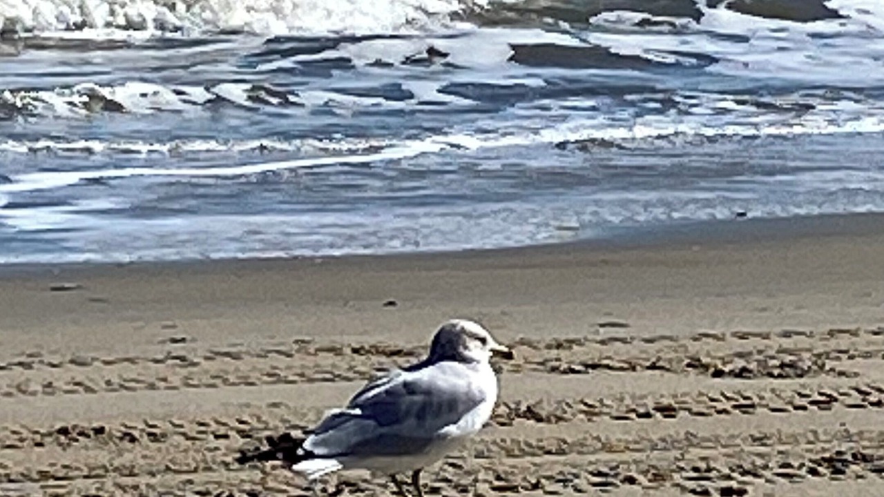 Photo of Others in Carova Beach