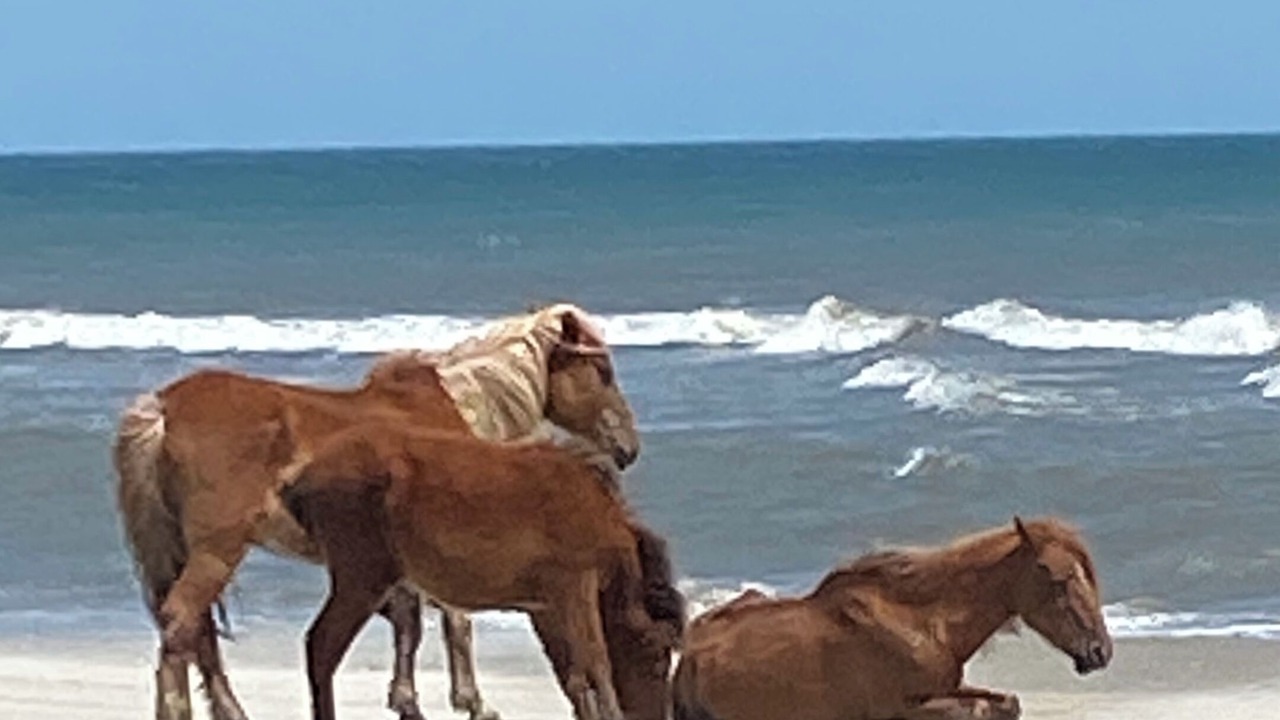 Photo of Others in Carova Beach