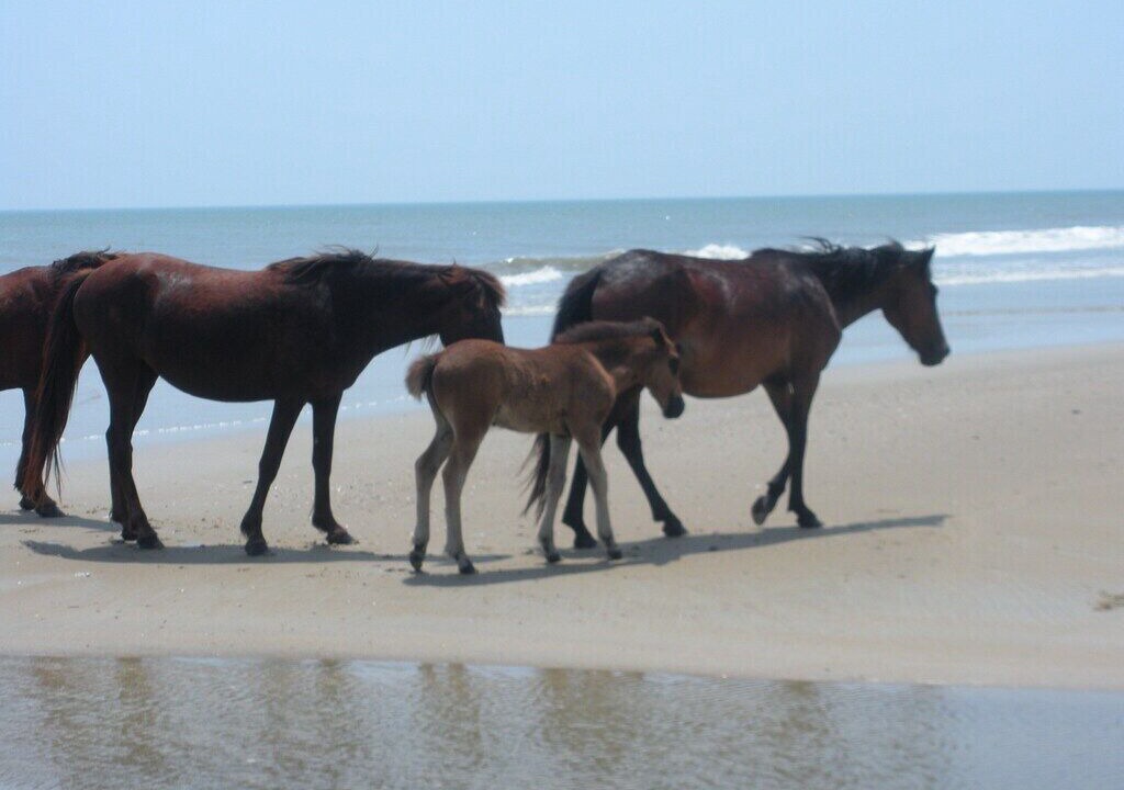 Photo of Others in Carova Beach