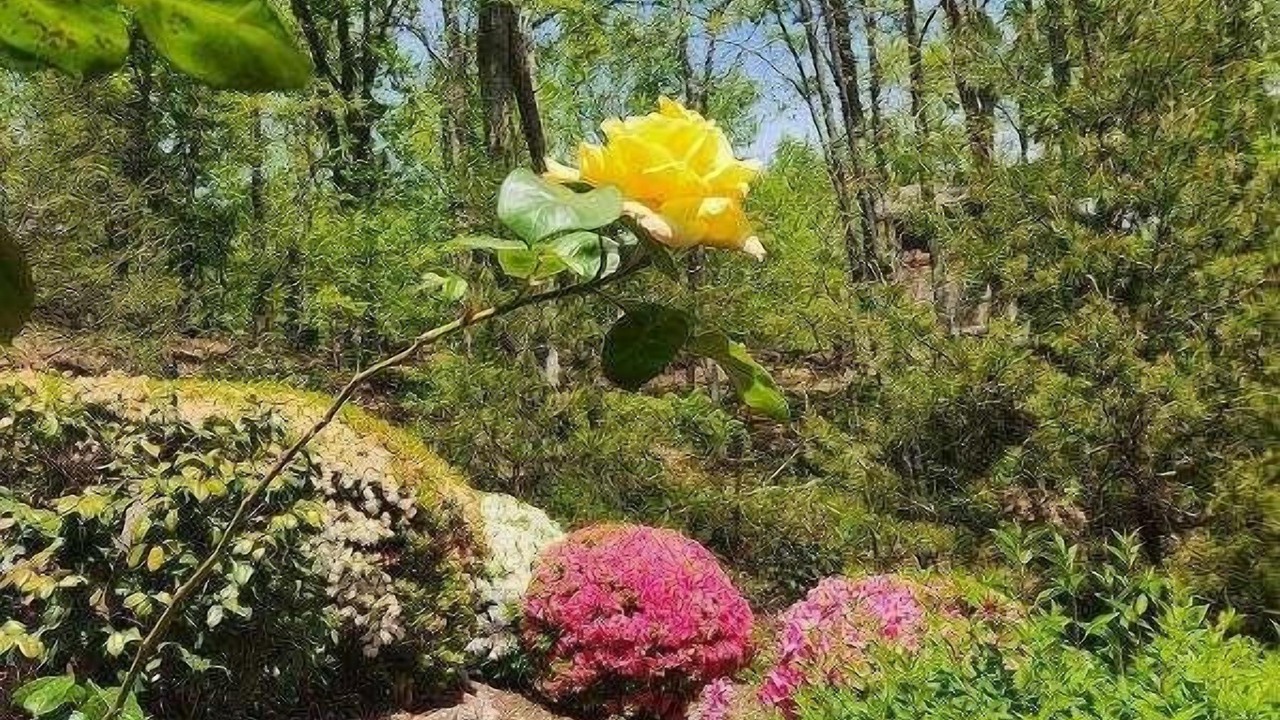 Photo of Outdoor in Lake Lure