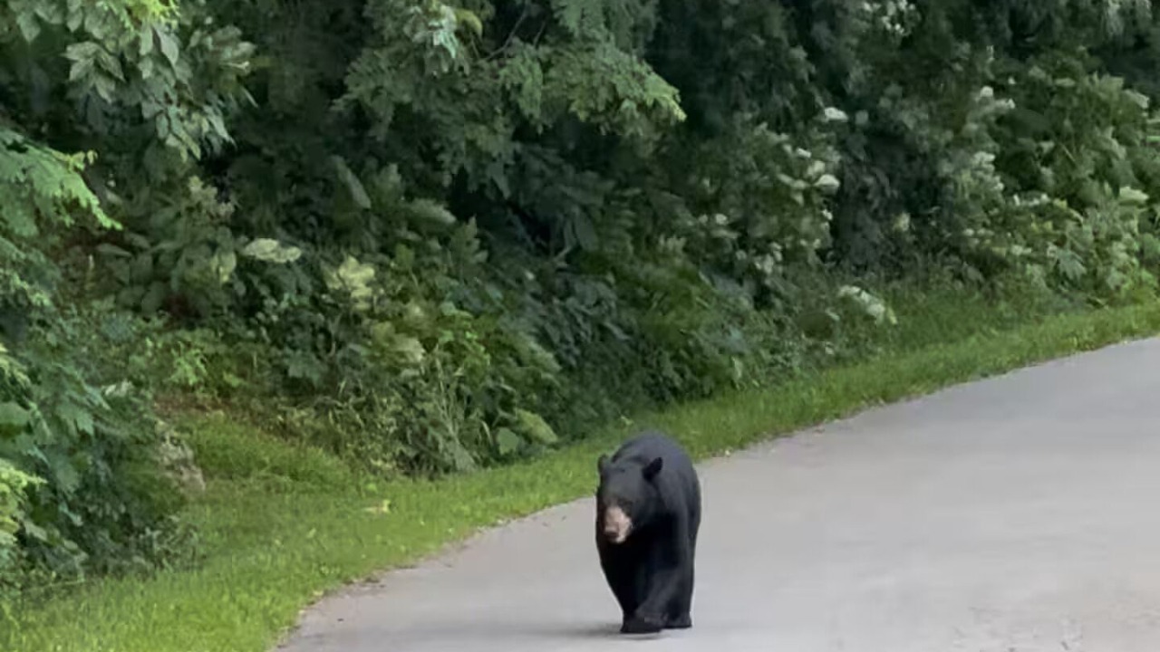 Photo of Others in Royal Pines