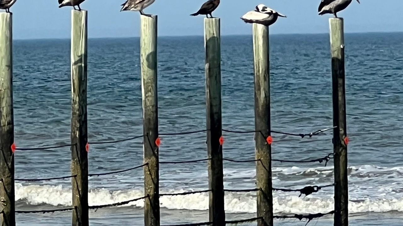 Photo of Others in Carova Beach