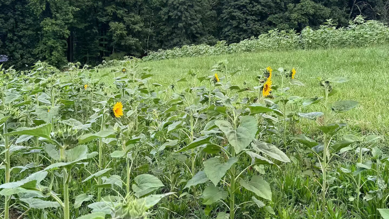 Photo of Outdoor in Franklin