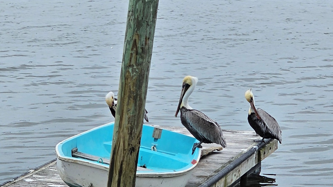 Photo of Others in Tranquil Harbour